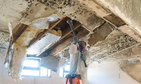 Environmental Consulting for Mold Prevention in Phoenix, OR